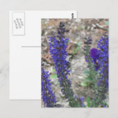 Salvia ~ Erste Blüte Postkarte (Vorne/Hinten)