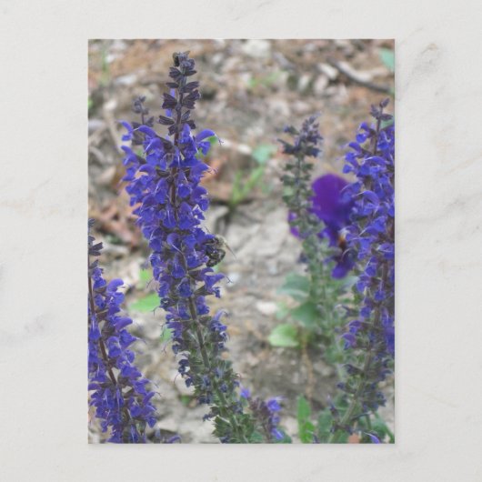 Salvia ~ Erste Blüte Postkarte (Vorderseite)
