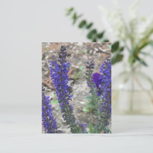 Salvia ~ First Bloom Postkarte (Stehend Vorderseite)