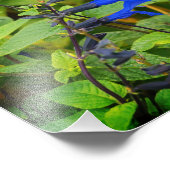 Salvia guaranitica die blauen und schwarzen Blüten Fotodruck (Ecke)