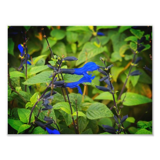 Salvia guaranitica die blauen und schwarzen Blüten Fotodruck (Vorne)