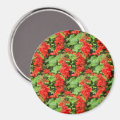 Salvia.. Magnet (Vorderseite/Rückseite)