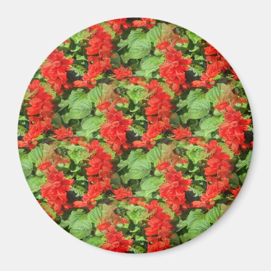 Salvia.. Magnet (Vorne)