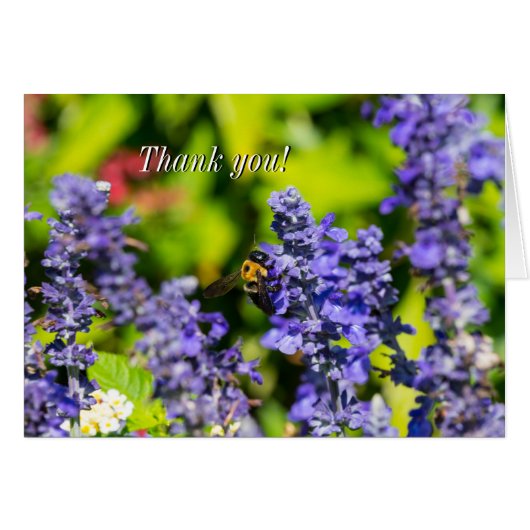 Salvia mit Hummel Dankeschön Karte (Vorderseite (Horizontal))