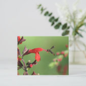 Salvia & Native Bee Postcard Postkarte (Stehend Vorderseite)