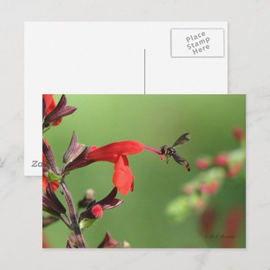 Salvia & Native Bee Postcard Postkarte (Vorne/Hinten)