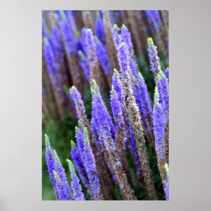 Salvia Plakat