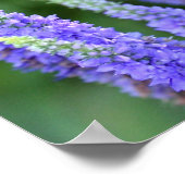 Salvia Poster (Ecke)