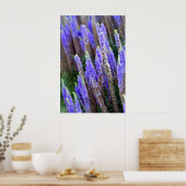 Salvia Poster (Küche)