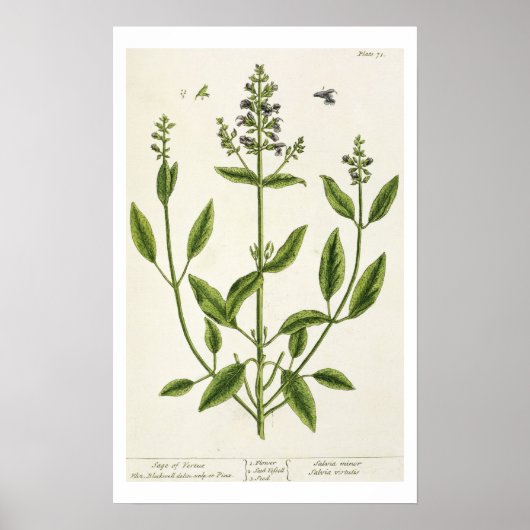 Salviam von 'A Curious Herbal', 1782 (Farbe engr. Poster (Vorne)