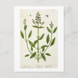 Salviam von 'A Curious Herbal', 1782 (Farbe engr. Postkarte