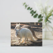 Salz & Pepper Wallaby's Postkarte (Stehend Vorderseite)