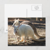 Salz & Pepper Wallaby's Postkarte (Vorne/Hinten)