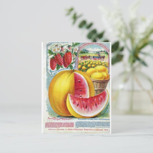 Salzer Watermelons Postkarte (Stehend Vorderseite)
