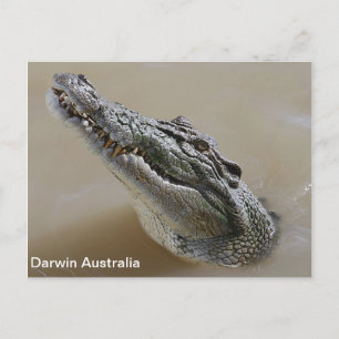 Salzwasser Crocodile Darwin Australien Postkarte