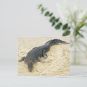 Salzwasser-Krokodil (Crocodylus porosus) Postkarte (Stehend Vorderseite)