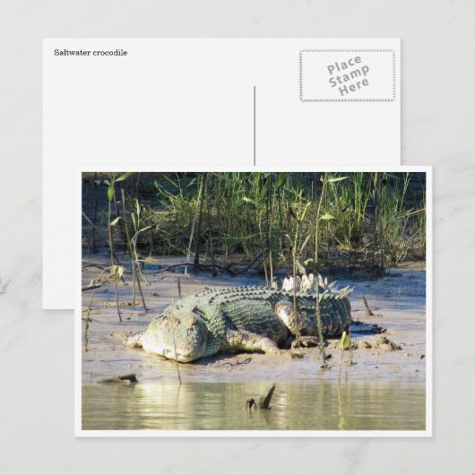 Salzwasser Postkarte (Vorne/Hinten)