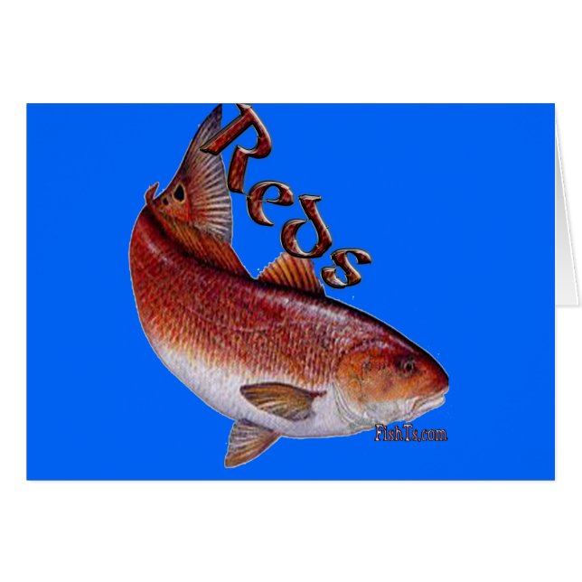 Salzwasser-Sammlung Fische (Vorderseite (Horizontal))