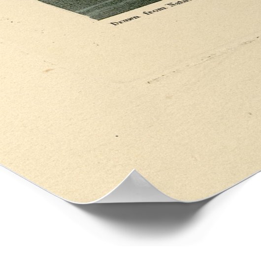 Salzwassermarschen Hen - Audubons Vögel in Amerika Poster (Ecke)