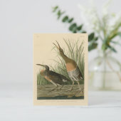 Salzwassermarschen Hen - Audubons Vögel in Amerika Postkarte (Stehend Vorderseite)