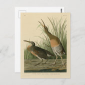 Salzwassermarschen Hen - Audubons Vögel in Amerika Postkarte (Vorne/Hinten)