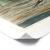 Salzwassermarschen Hen von Audubon Poster (Ecke)