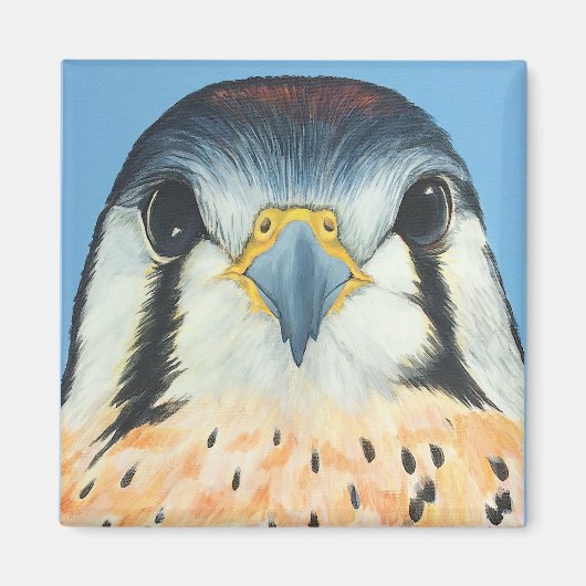 Sam, ein amerikanischer Kestral Magnet (Vorne)
