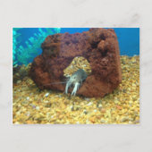 Sam the Blue Hummercrayfish Postkarte (Vorderseite)