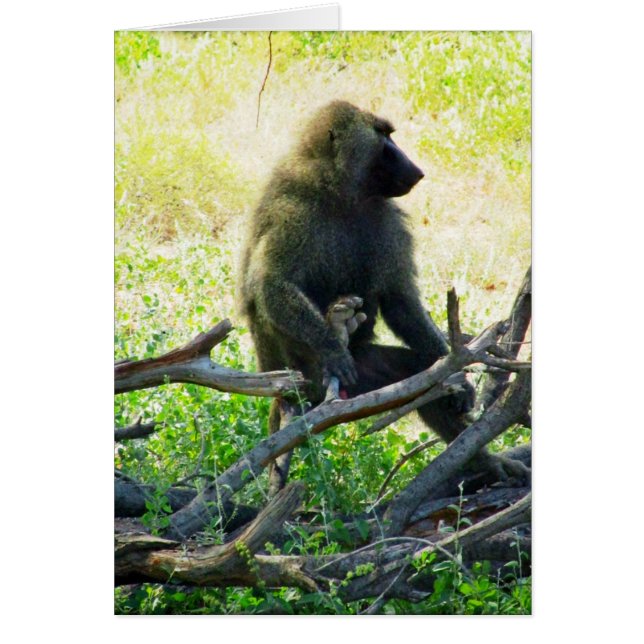 Samburu Baboon (Vorne)