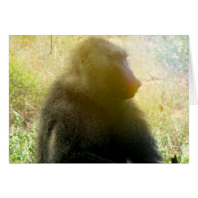 Samburu Baboon Closeup (Vorderseite (Horizontal))