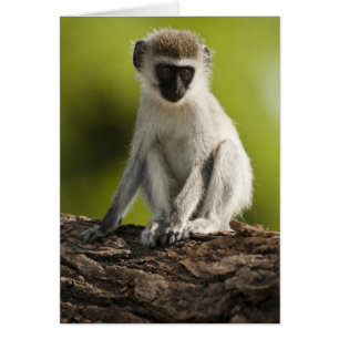 Samburu Game Reserve, Kenia, Vervet-Meerkatze,