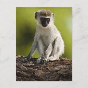 Samburu Game Reserve, Kenia, Vervet-Meerkatze, Postkarte