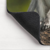 Samburu Game Reserve, Kenia, Vervet Monkey, Mousepad (Ecke)