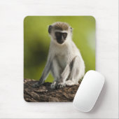 Samburu Game Reserve, Kenia, Vervet Monkey, Mousepad (Mit Mouse)