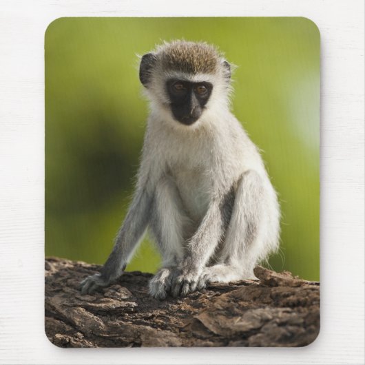 Samburu Game Reserve, Kenia, Vervet Monkey, Mousepad (Vorne)