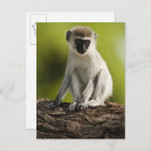 Samburu Game Reserve, Kenia, Vervet Monkey, Postkarte (Vorne/Hinten)