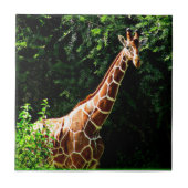 Samburu Giraffe Fliese (Vorderseite)