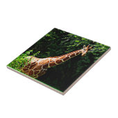 Samburu Giraffe Fliese (Seite)