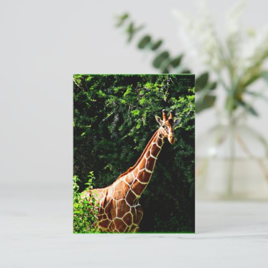 Samburu Giraffe Postkarte (Stehend Vorderseite)