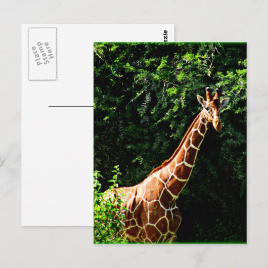 Samburu Giraffe Postkarte (Vorne/Hinten)