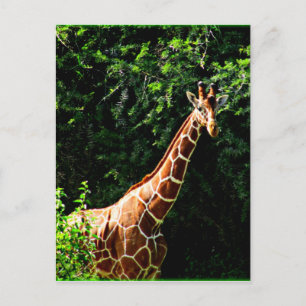 Samburu Giraffe Postkarte