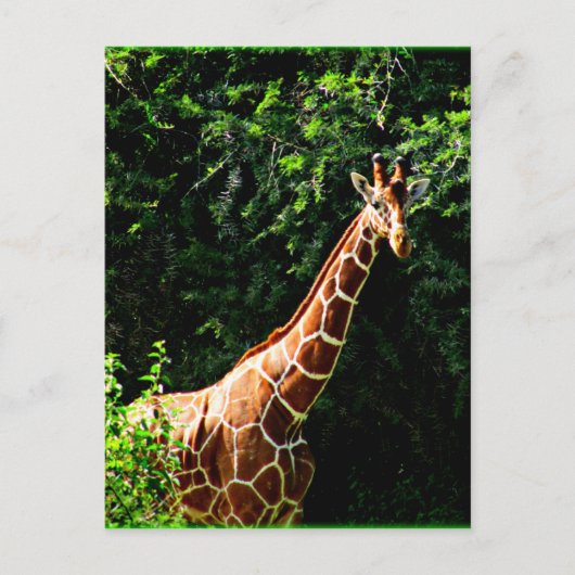 Samburu Giraffe Postkarte (Vorderseite)