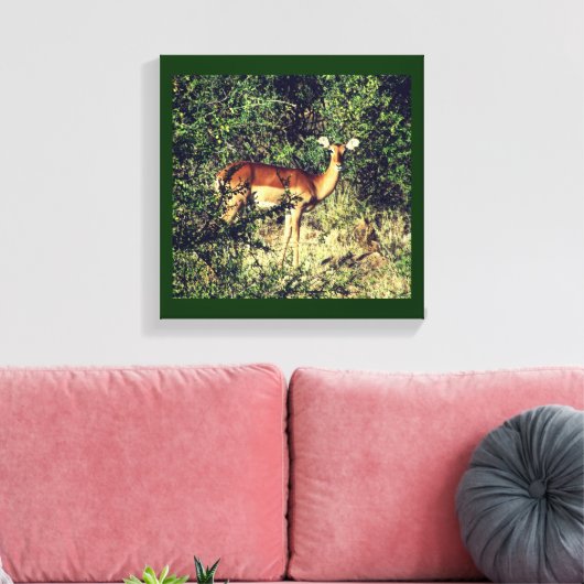 Samburu Impala Leinwanddruck (Insitu (Wohnzimmer))