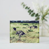 Samburu Ostriches Postkarte (Stehend Vorderseite)