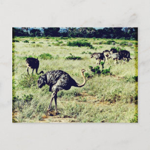 Samburu Ostriches Postkarte