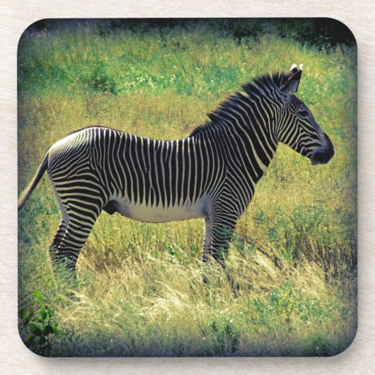 Samburu Zebra Untersetzer (Vorderseite)