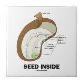 Samen-Innere (Dicotyledon Bohnen-Samen-Anatomie) Fliese (Vorderseite)