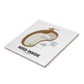 Samen-Innere (Dicotyledon Bohnen-Samen-Anatomie) Fliese (Seite)