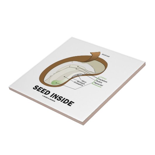 Samen-Innere (Dicotyledon Bohnen-Samen-Anatomie) Fliese (Seite)