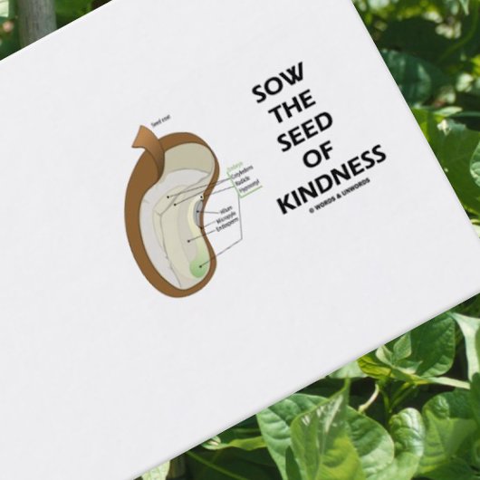 Samen von Güte (Dicotyledon Bean Seed) Visitenkarte